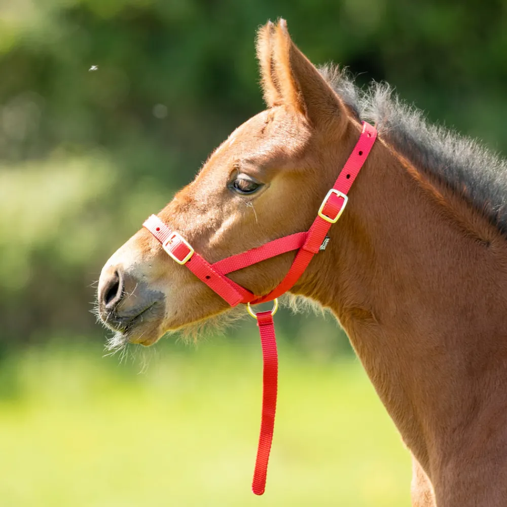 ARMA Foal Slip^Shires Equestrian Clearance