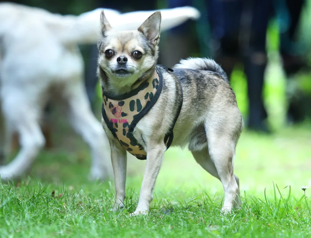 Digby & Fox Print Harness^Shires Equestrian Online