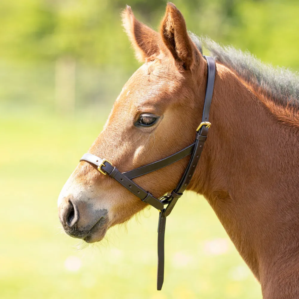 Velociti GARA Leather Foal Slip^Shires Equestrian Clearance