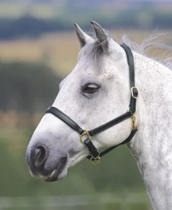 Velociti GARA Ragley Lined Leather Headcollar^Shires Equestrian