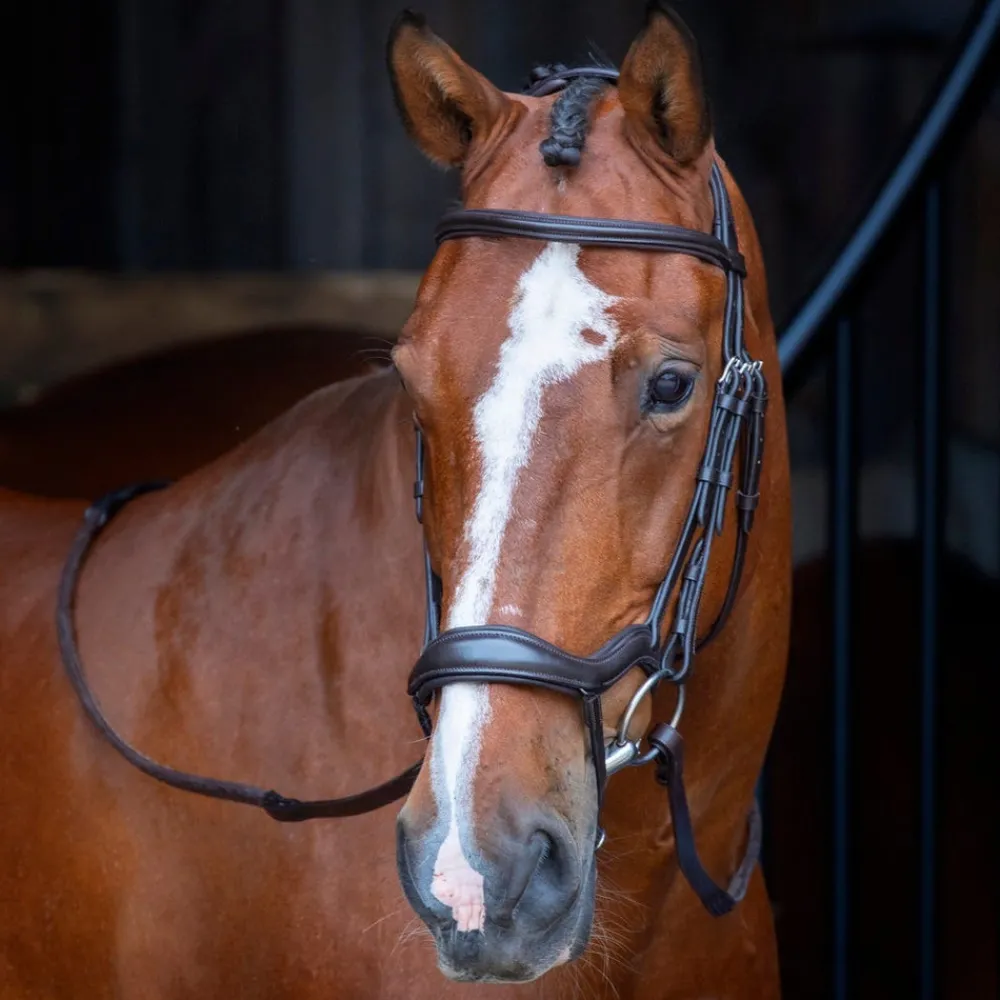 Velociti RAPIDA Ergonomic Flash Bridle^Shires Equestrian New